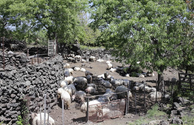 Etnella enoagriturismo Notti Stellate - Foto 44