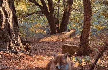 Woods Etna Chalet - Photo 57