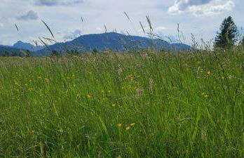 Hörnleblick - Foto 18