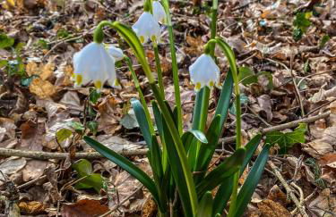 Ferienwohnung Santino - Foto 34