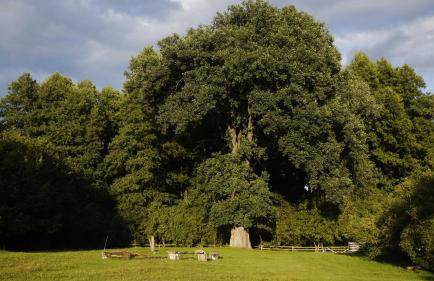 Silna Nowa 2 - Foto 16