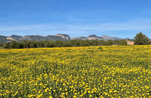 Casa Moragues - Foto 28