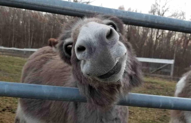 Modern Farm Home 2hr NYC BOS Peaceful Wifi - Foto 21