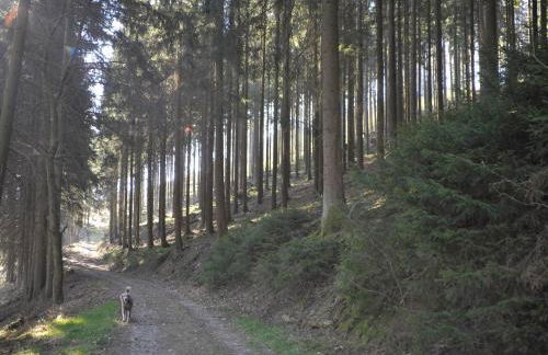 Rothaarsteig Ferienhaus - Foto 12