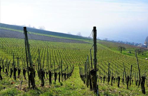 Ferienhof Dreher - Foto 15