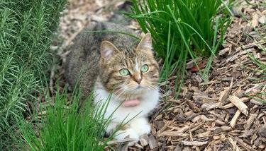 Gite 1er Cru - La Loubertine - Foto 2