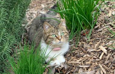 Gite 1er Cru - La Loubertine - Foto 2