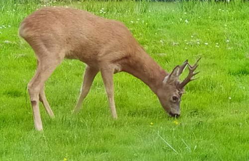 Mooroase Bauerngarten - Ovelgönne - Nordsee - Weser - Jade - Foto 6