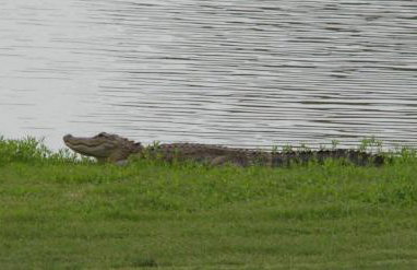 Lake Jovita Golf Villa #9 - Foto 15