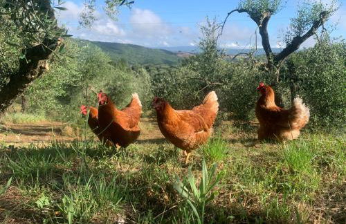 Vrijstaand vakantiehuis La Piccigliana - 6 personen - Foto 37