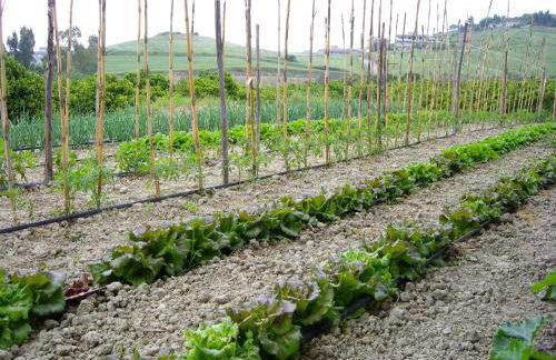 Agriturismo biologico 'A Lanterna - Foto 64