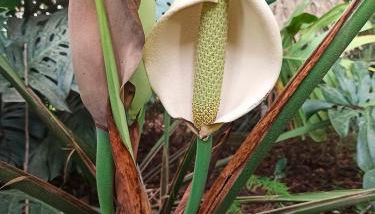 Chácara das Flores - Foto 5, Garden