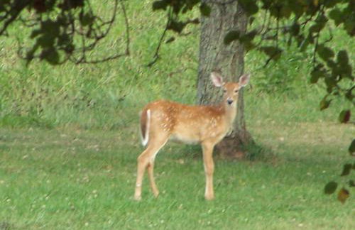 Historic cabin off I-77, views, antiques, Wi-fi, wonderful experience for 2! - Foto 38