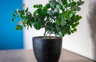 Castlefern House - Foto 3