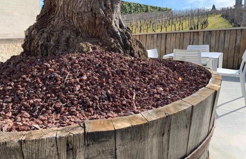 Cepas Da Cuenga - Foto 32