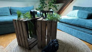 Jungle Cosy - Foto 5