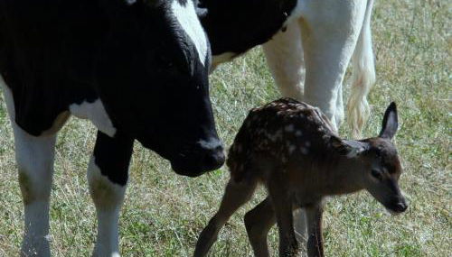 Domaine du Bas Chalus - Foto 3, Other