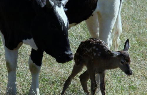 Domaine du Bas Chalus - Foto 3