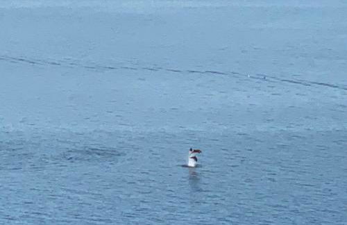 Mirador da Granxa - Foto 24