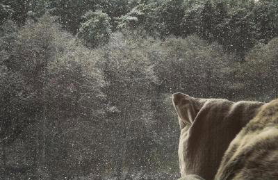 Na skraju gaju - Foto 19