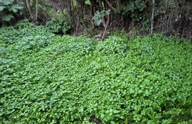 Sofia's Bella Vista Pagoi - Photo 75