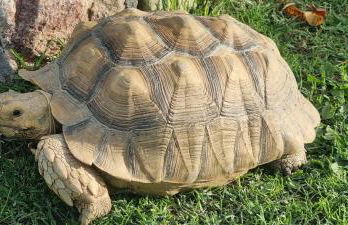 Casas Rurales Racha Rachel, Zarza la Mayor - Foto 40