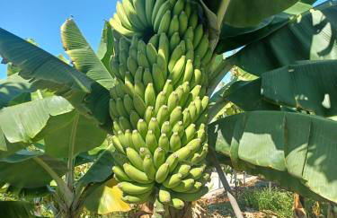 Finca de Luna - Foto 33