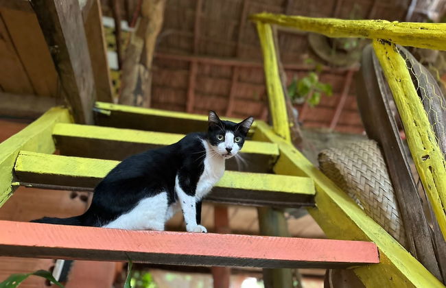 Pousada Pouso das Araras - Foto 64