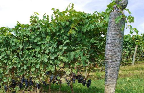 Residenza la beccata - Photo 25