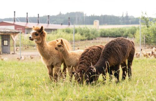 Ferienwohnung Balkon - Photo 10