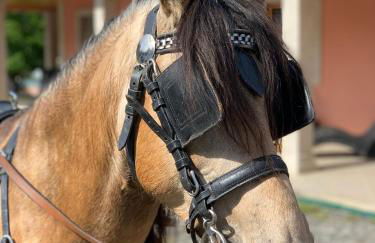 Quinta das Ameixas - Country & Nature - Foto 43