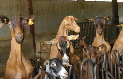 Moulin de Charme au Cœur du Berry, Proche Étang et Châteaux - FR-1-591-769 - Foto 36