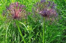 La Dragonne, centre de Bellême, maison entièrement équipée, jardin, vue forêt - Foto 32