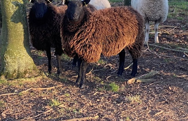 Dawn Chorus Holidays - Foto 77