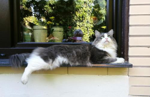 Taras Ferienwohnung - Foto 28