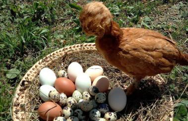 Agroturystyka Pod Zamczyskiem - Photo 10