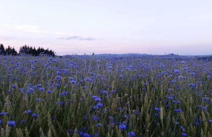 Ferienhaus Hornauer - Foto 41