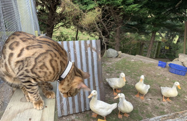Cubby House Stay - Kaikoura - Foto 54