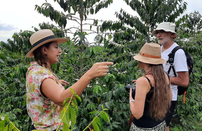 Visite autour du café dans la ferme Casa Vieja - Photo 5