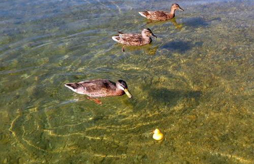 Dennenboomdroom - Foto 47