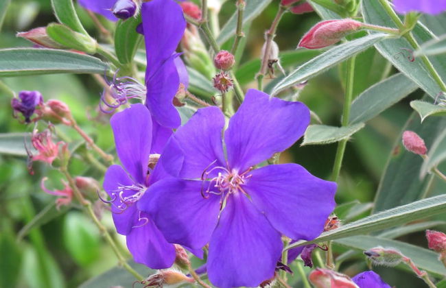 Finca El diamante - Alojamiento Rural - Foto 30