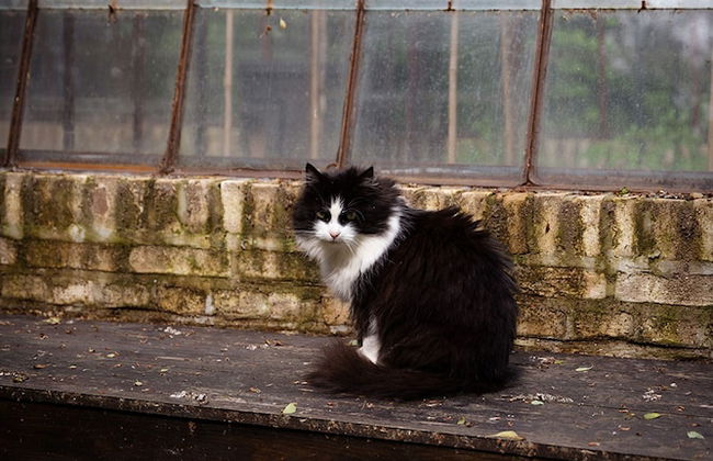 La Petite For t Antique Countryside Greenhouse - Foto 44