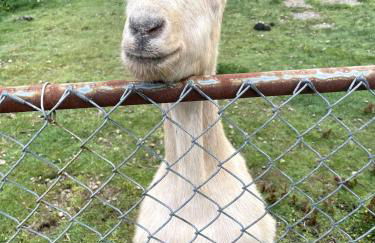 Rosie's Surf Shack - Foto 9