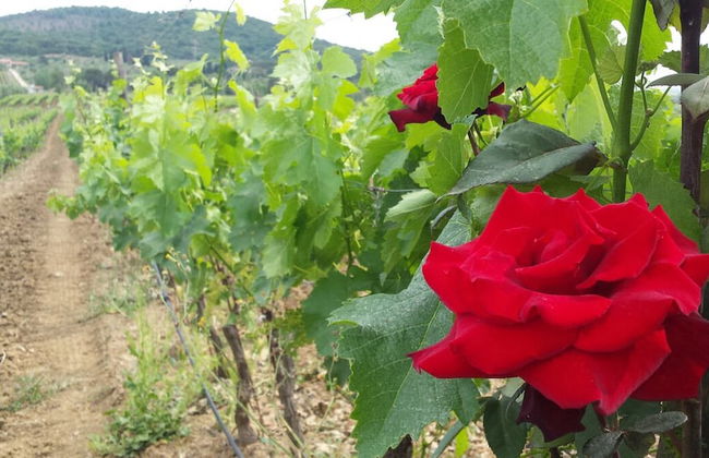 Bulichella - Foto 33