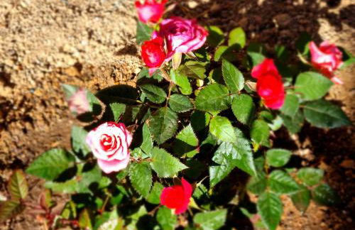 Ca la Pauleta - Foto 39