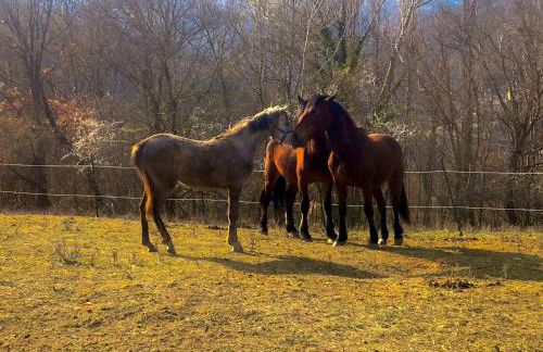 Agriturismo Il Covo del Solengo - Foto 69