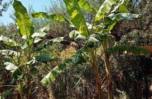 Elia Guesthouse - Kissamos - Foto 6