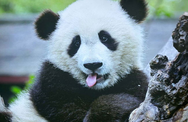 Volontariat dans la réserve de pandas de Dujiangyan - Photo 2