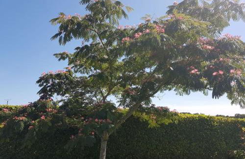 Chez Papi à Lascaux - Foto 5