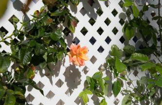 La Casetta - Gaslini e Mare - private parking & garden - Photo 23